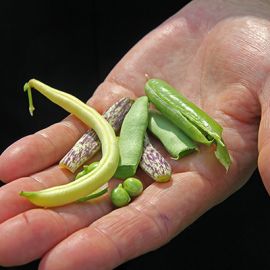 La Cocina de Bosnia: cultivo y crecimiento